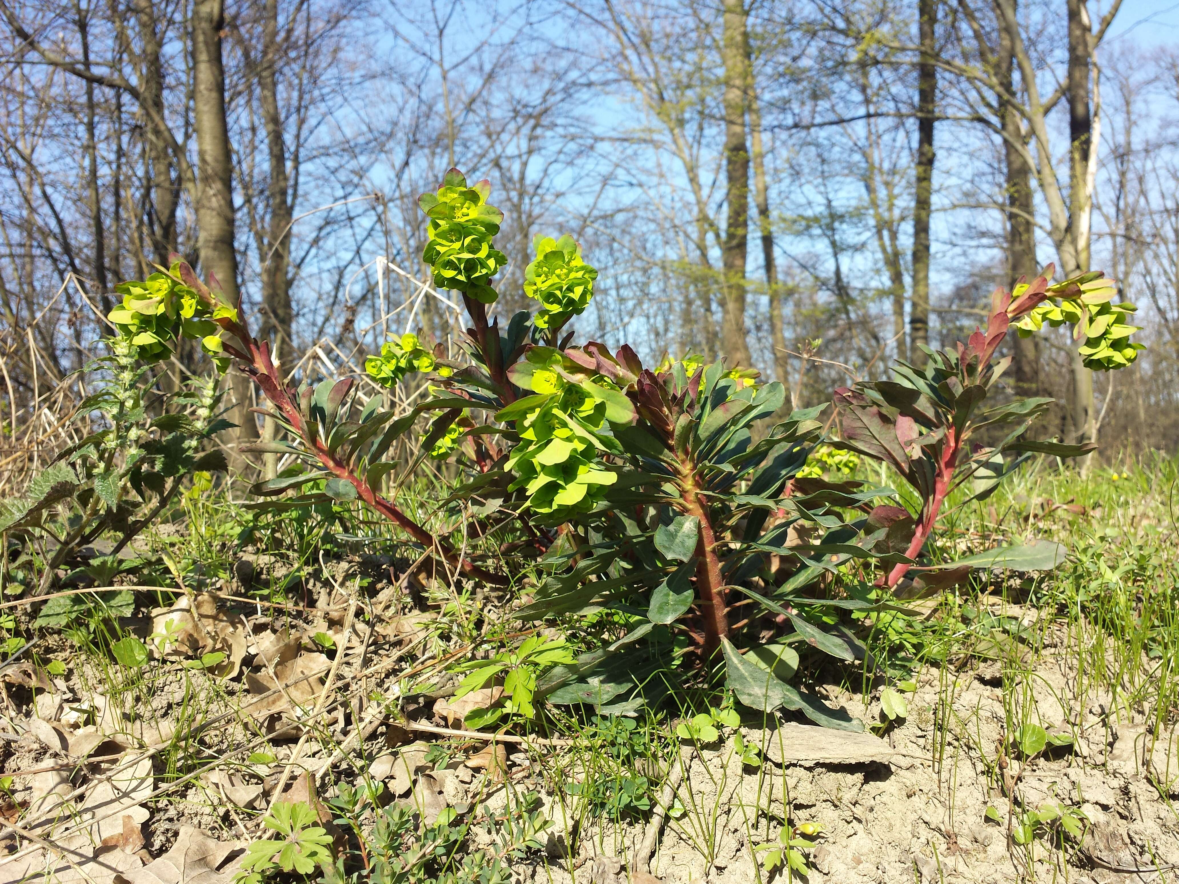 Image of Wood Spurge