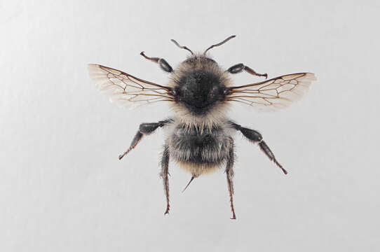 Image of Shrill carder bee