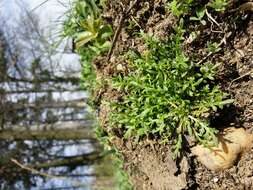 Image of Creeping Watercress