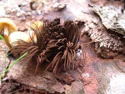 Image of Stemonitis Gleditsch 1753