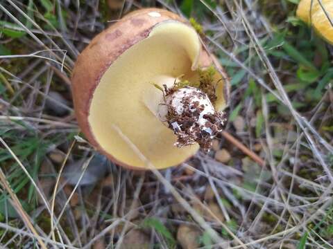 Image of Suillus granulatus (L.) Roussel 1796