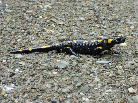 Image of Common Fire Salamander