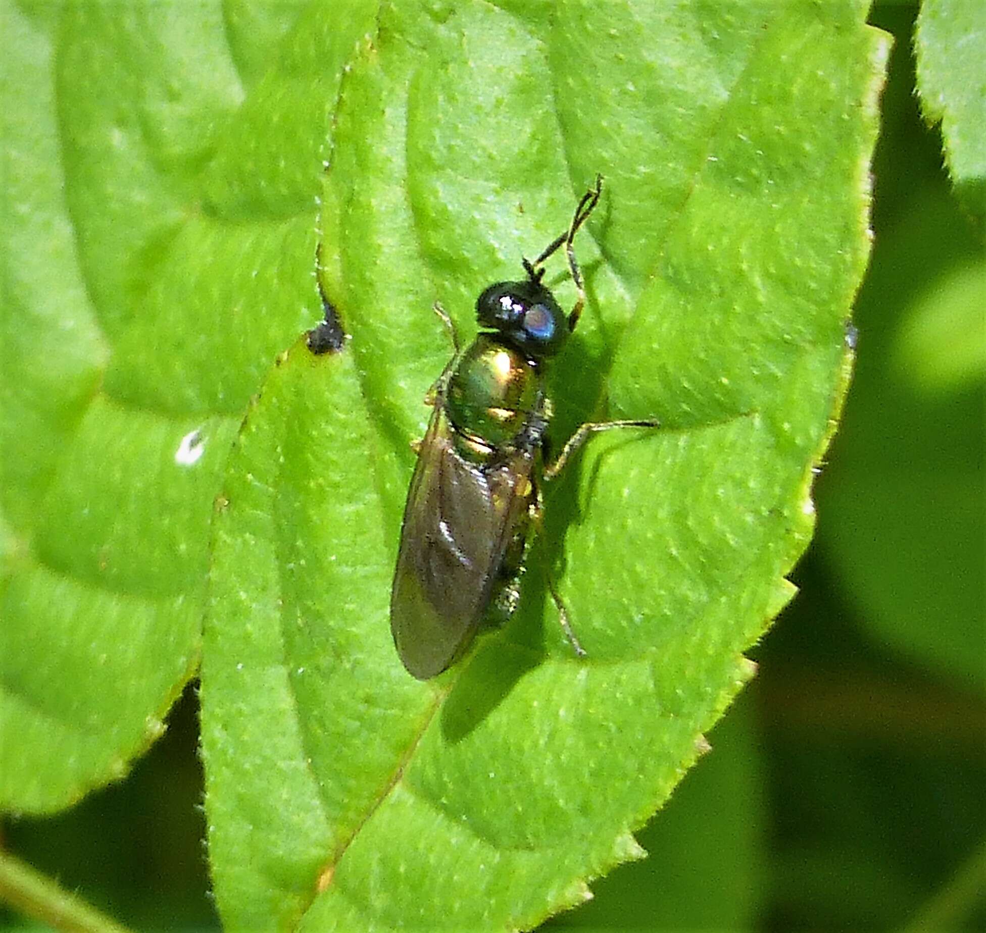 Image of Soldier fly