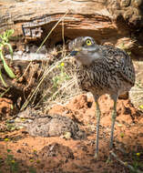 Image of Cape Thick-knee