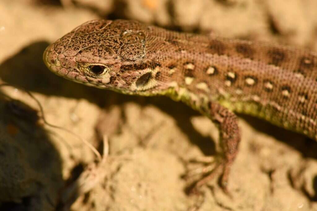 Image of Sand Lizard