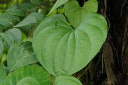 Image of Dioscorea wallichii Hook. fil.