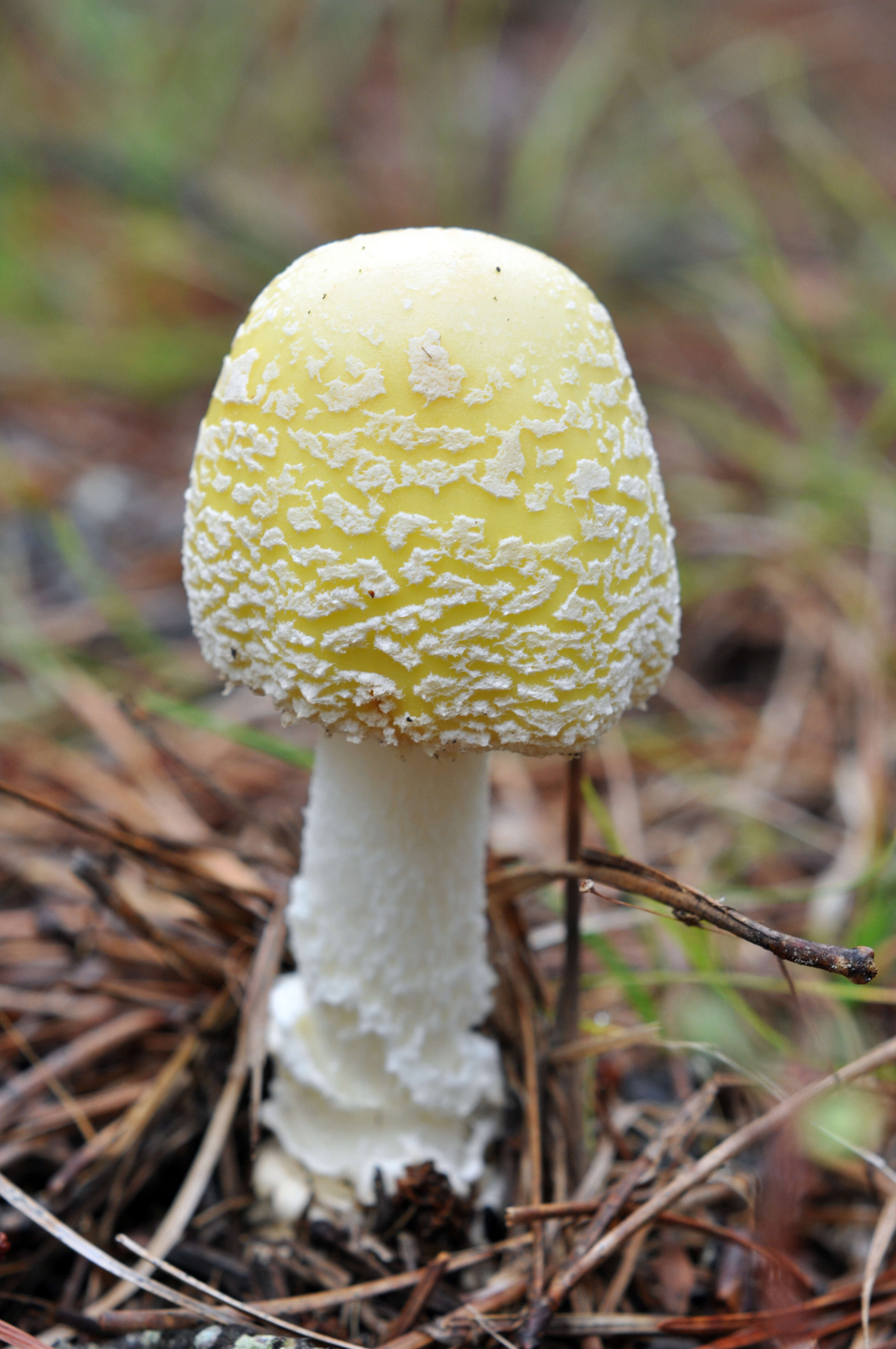 Imagem de Amanita muscaria var. guessowii