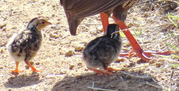 Image of Red-necked Francolin