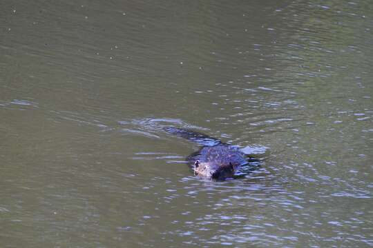 Image of beavers