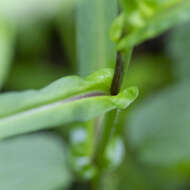 Image of crookedstem aster