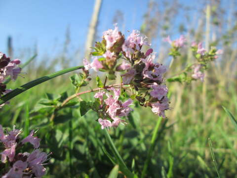 Image of oregano