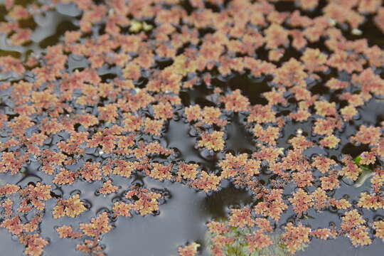 صورة Azolla filiculoides Lam.