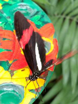 Image of Crimson Patched Longwing