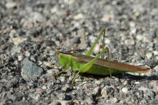 Image of Slender Meadow Katydid