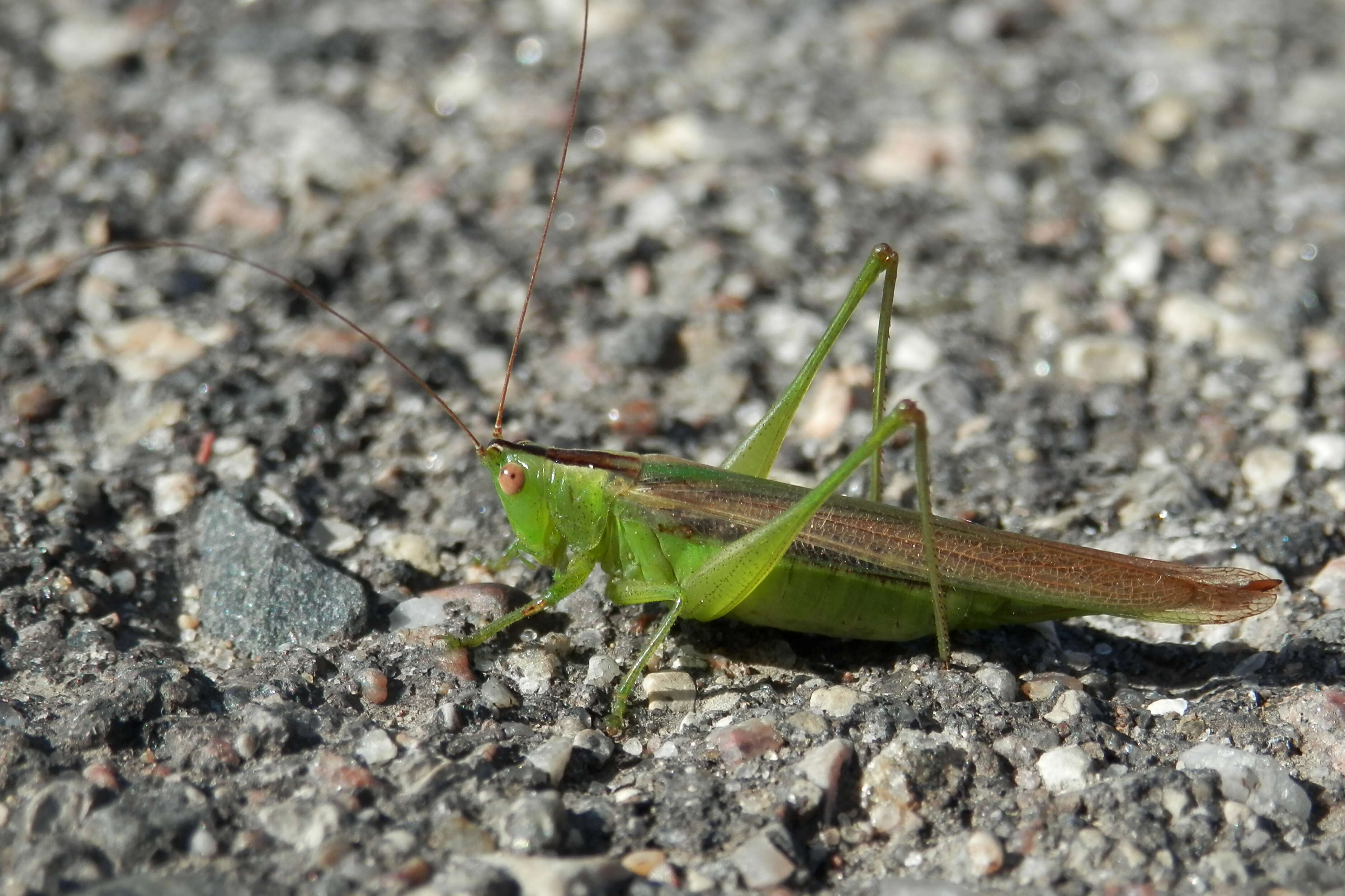 Image of Slender Meadow Katydid