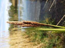 Image of Greater Pond-Sedge