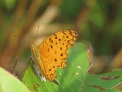 Image of Common Leopard