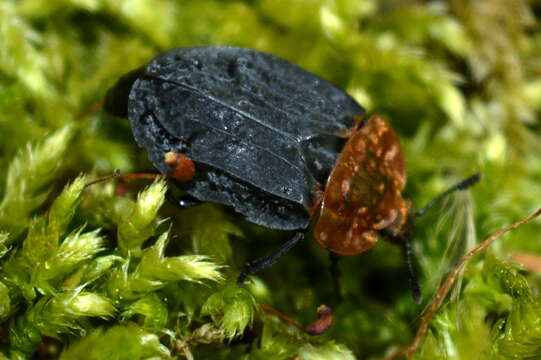 Image of Red-breasted Carrion Beetle