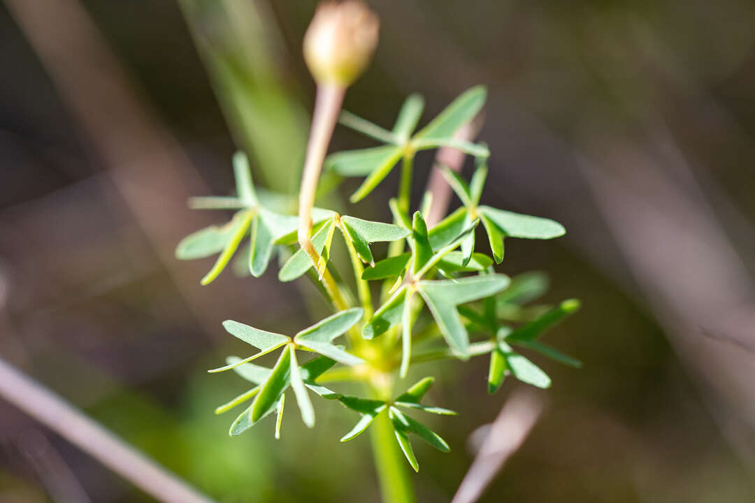 Imagem de Oxalis bifida Thunb.