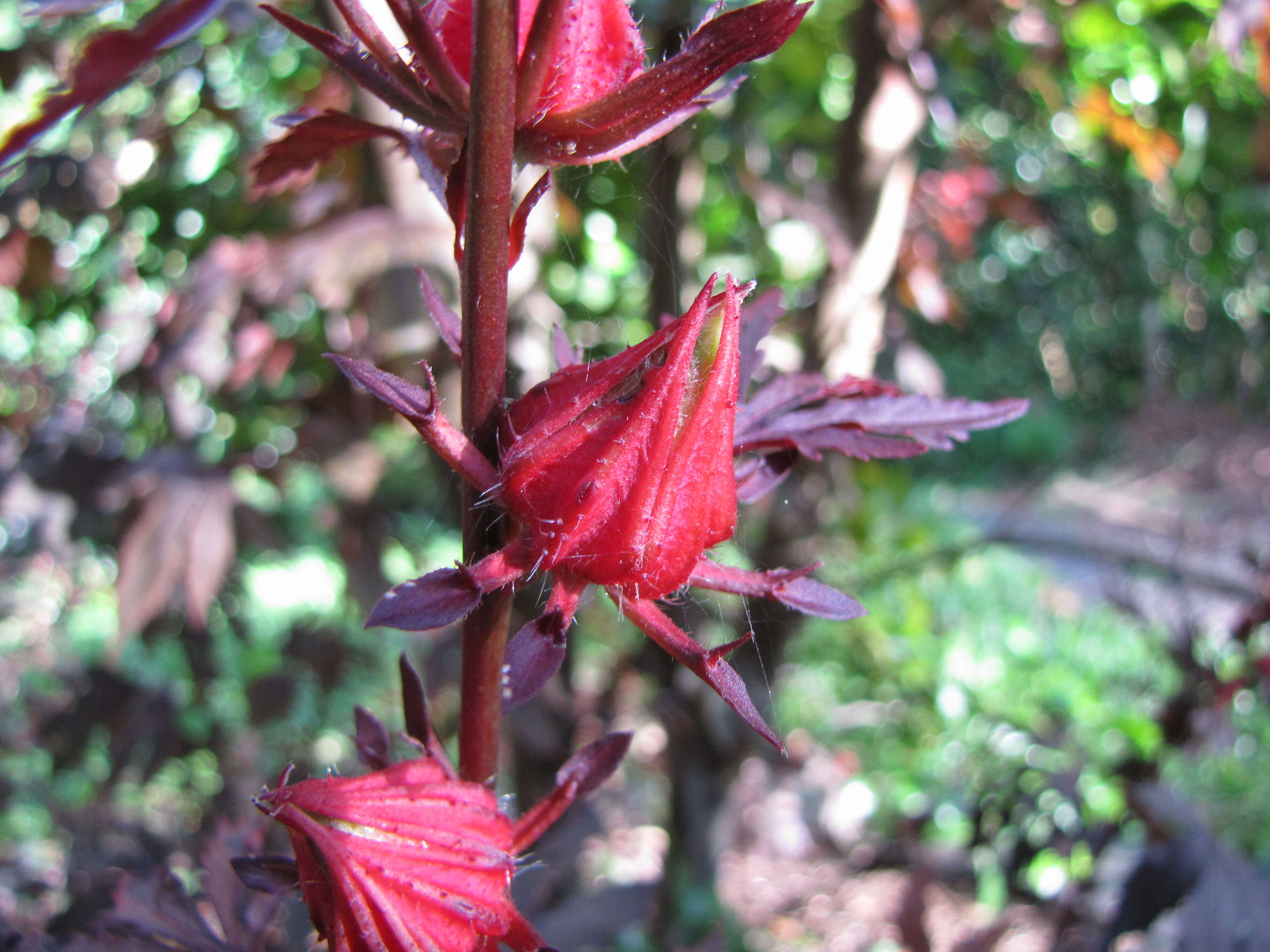 Image of African rosemallow