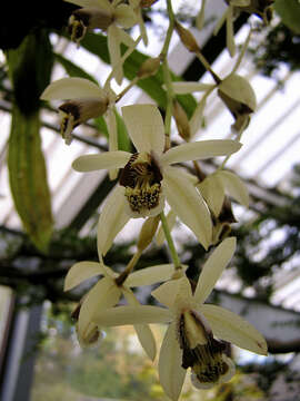 Image of Coelogyne tomentosa Lindl.