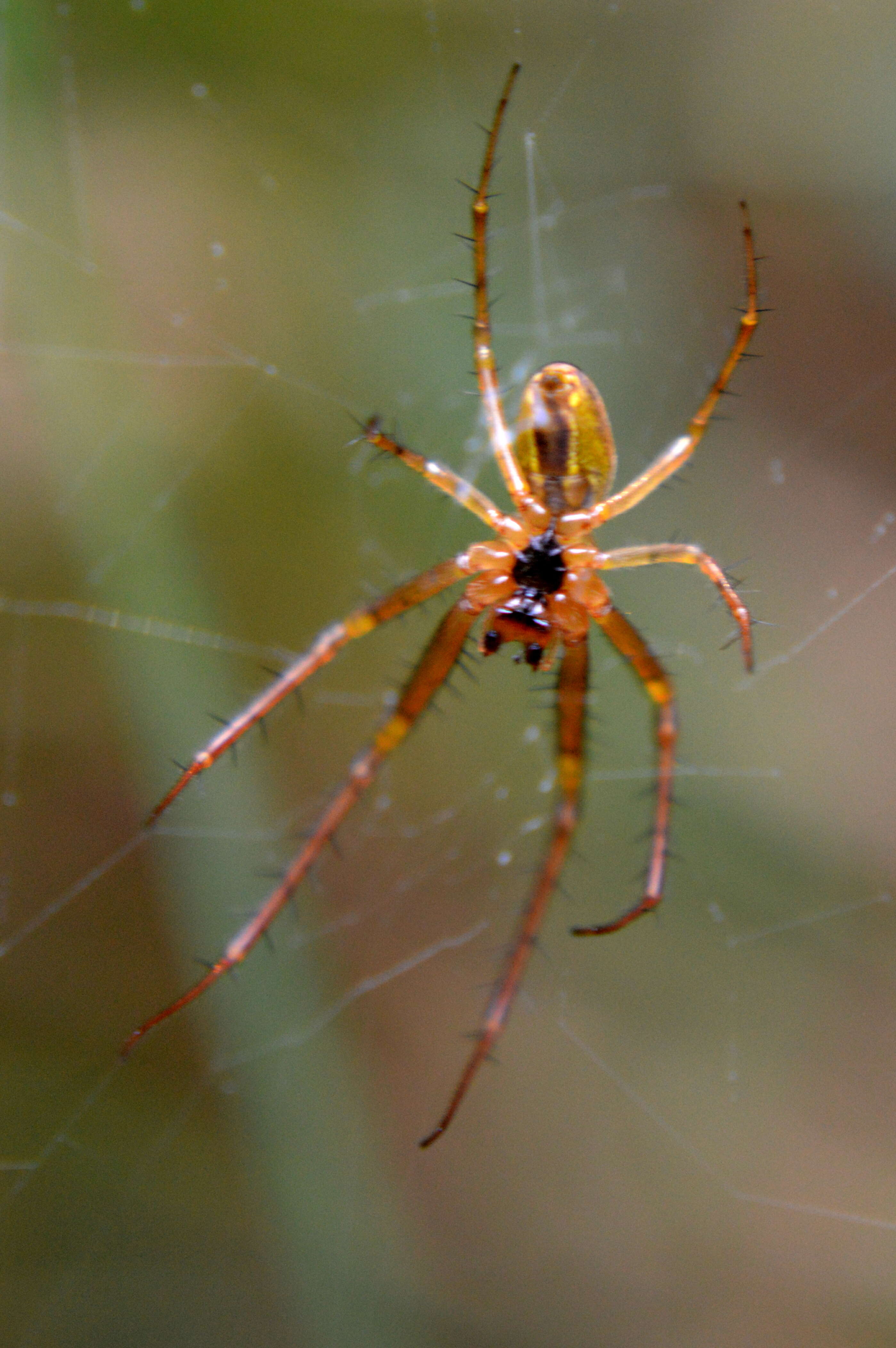 Image of Araneus