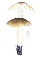 Image of Tricholoma sejunctum (Sowerby) Quél. 1872