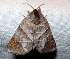 Clostera apicalis Walker 1855的圖片