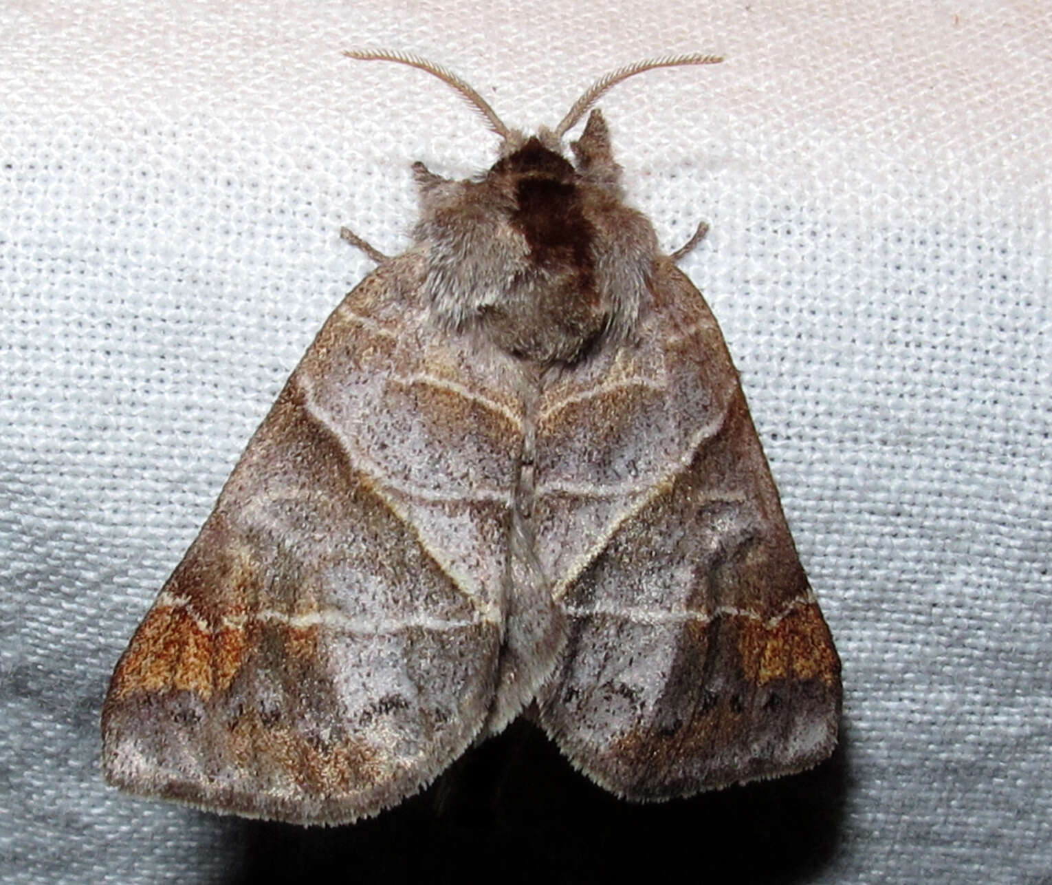 Clostera apicalis Walker 1855的圖片