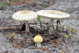 Imagem de Amanita muscaria var. guessowii