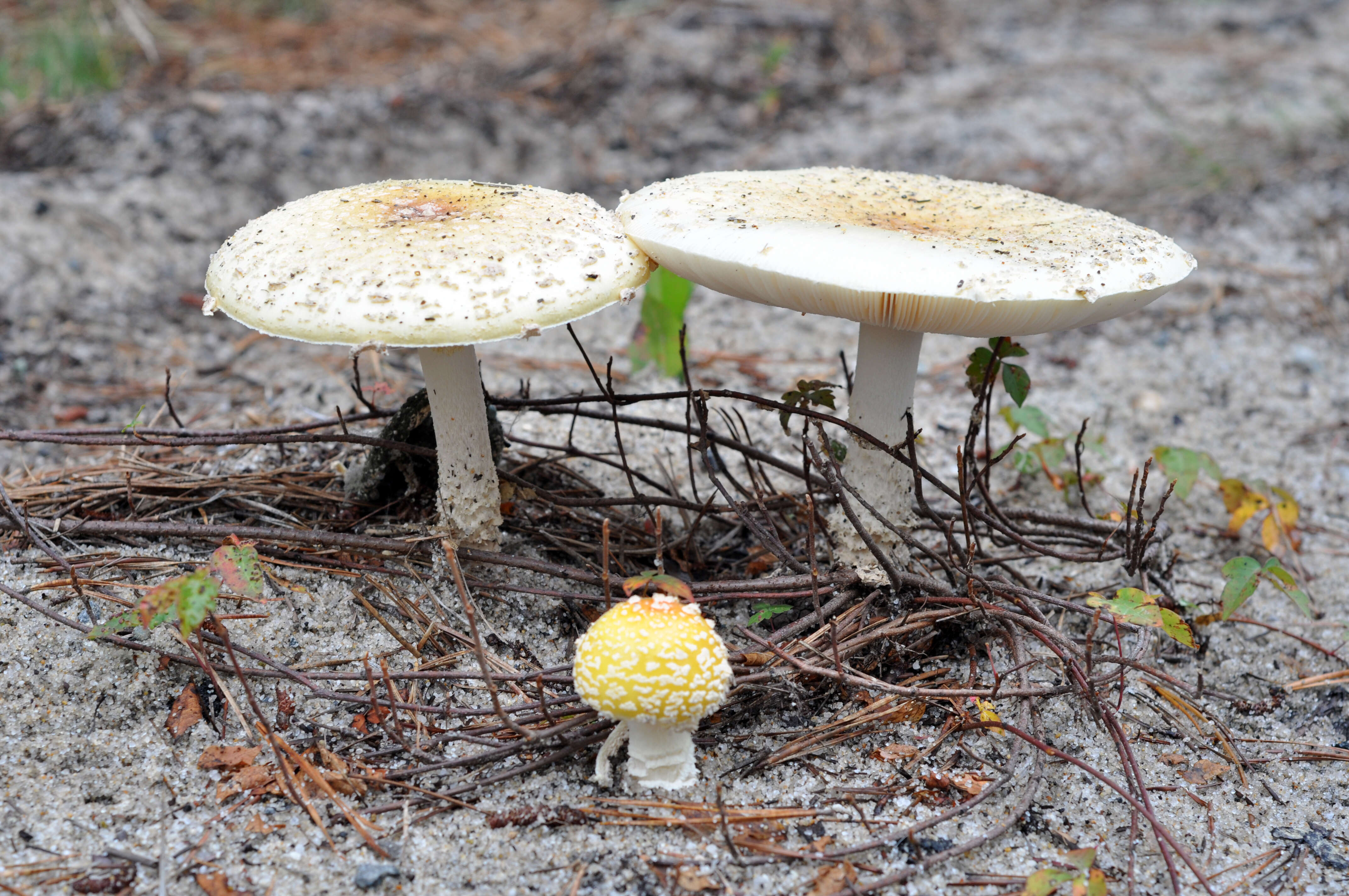 Imagem de Amanita muscaria var. guessowii