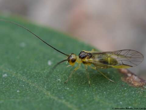 Stenopsocus stigmaticus (Imhoff & Labram 1842) resmi