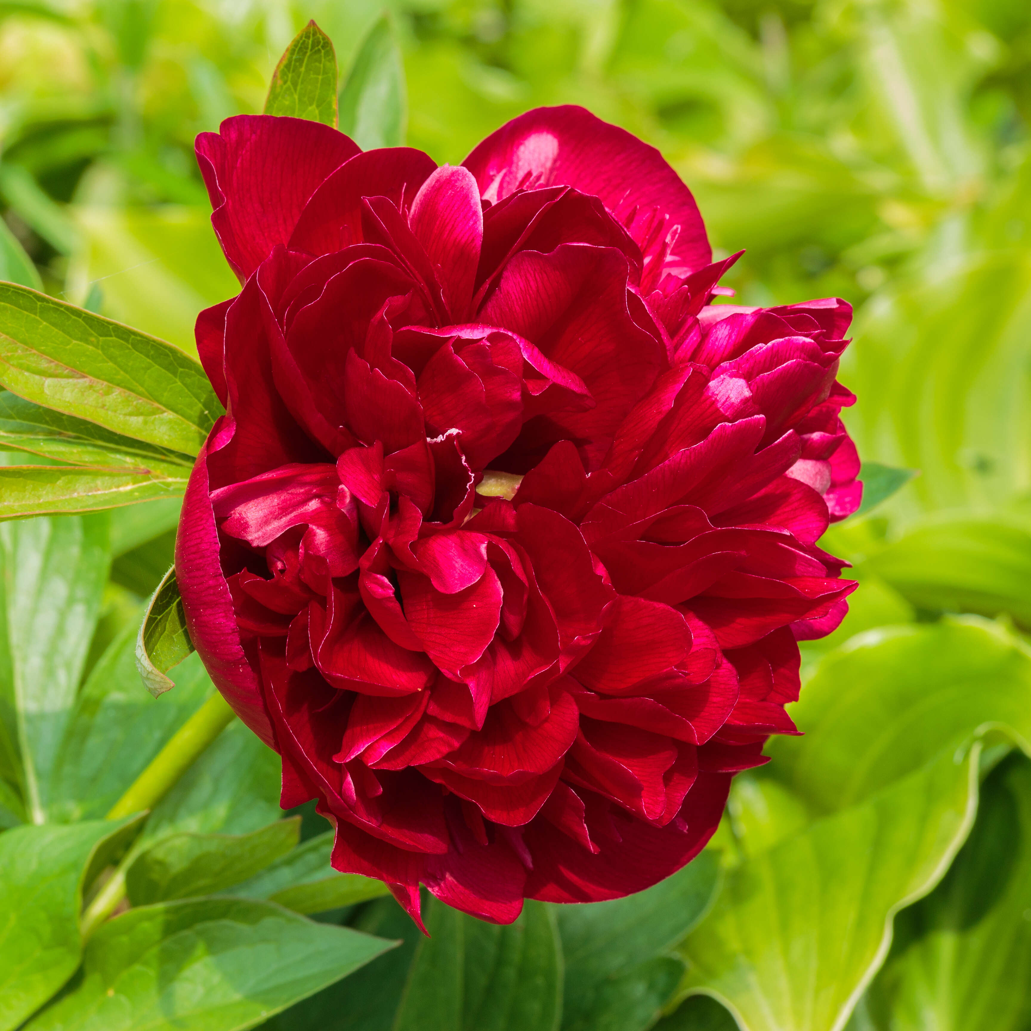 Image of peony family