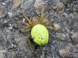 Image of Cucumber green spider