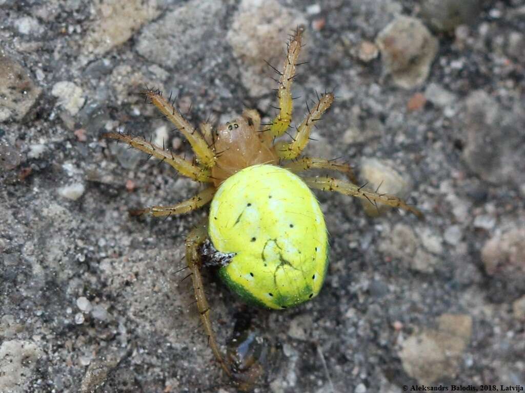 Image of Cucumber green spider