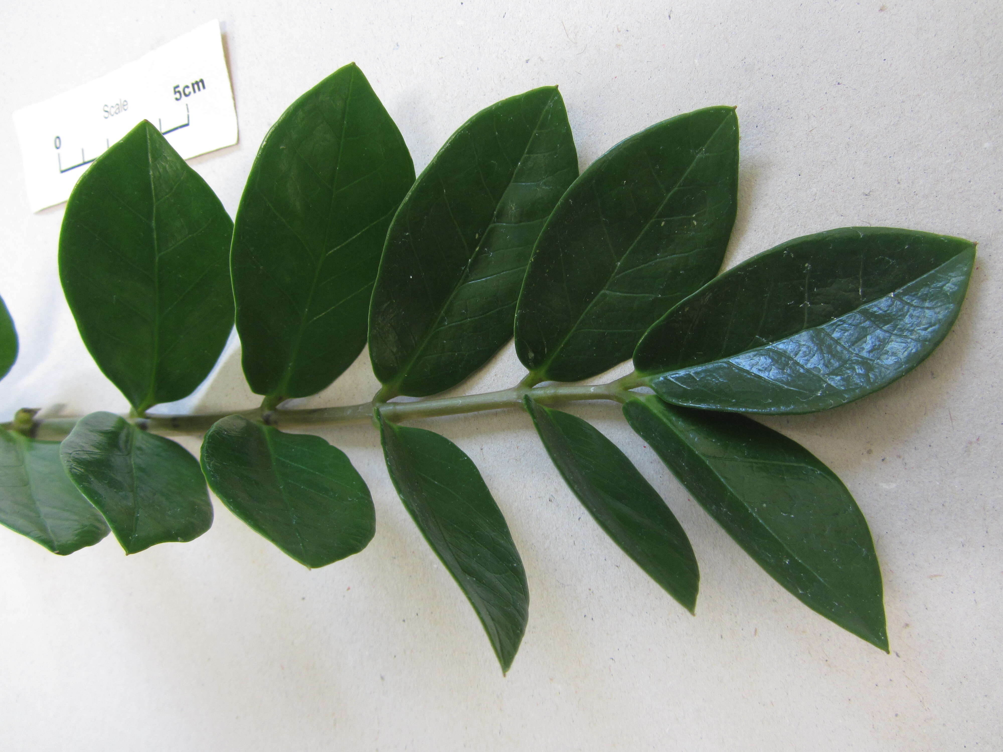 Imagem de Zamioculcas zamiifolia (G. Lodd.) Engl.