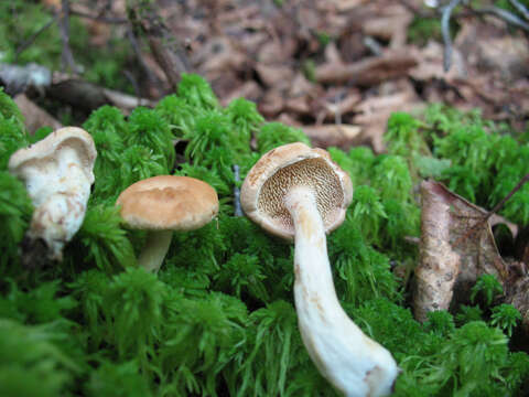 Image de Hydnum umbilicatum Peck 1902