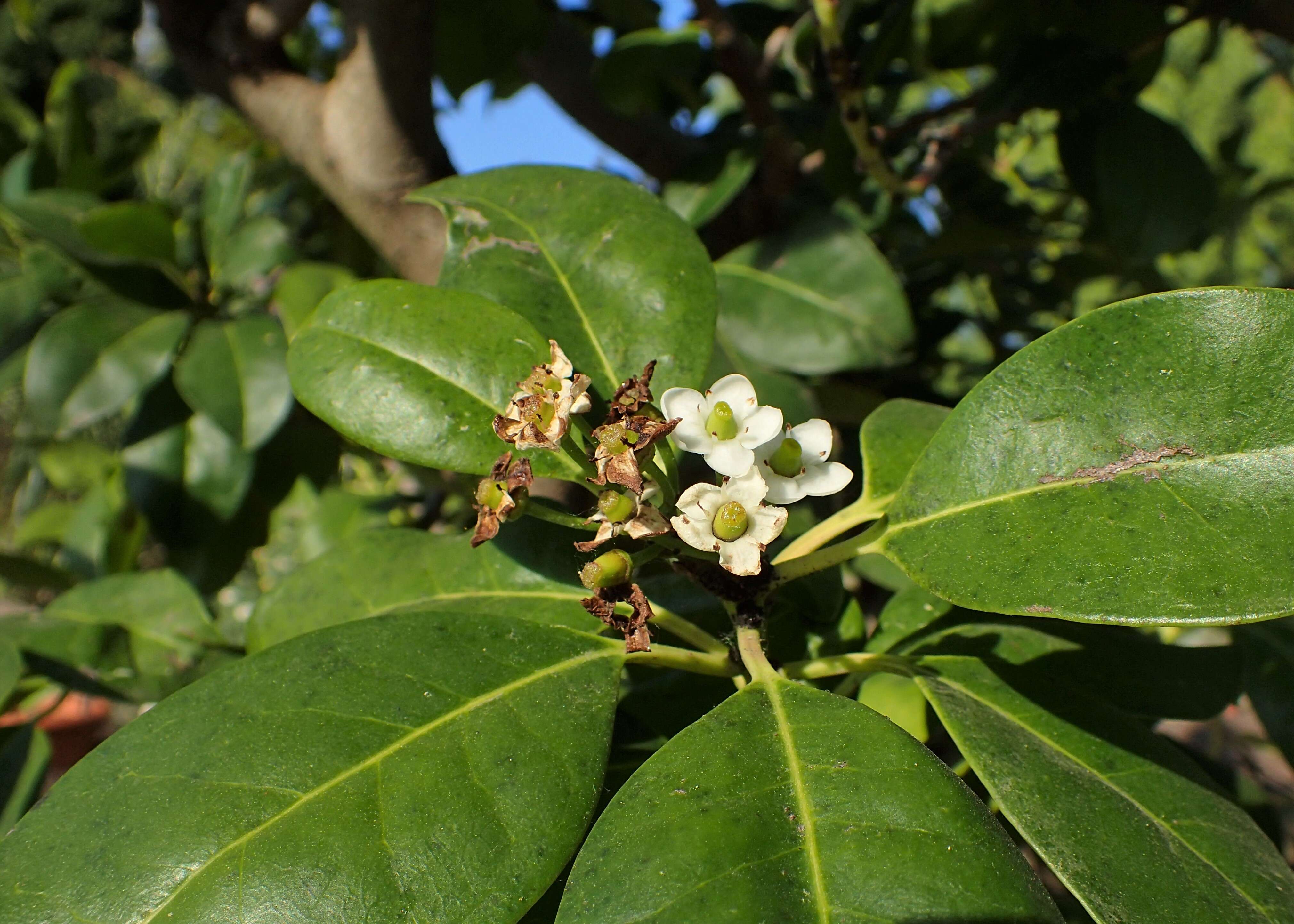 Sivun Ilex canariensis Poir. kuva