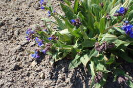 Image of Pulmonaria longifolia (Bast.) Boreau