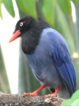 صورة Urocissa caerulea Gould 1863