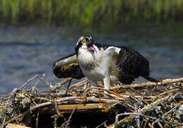 Image of ospreys