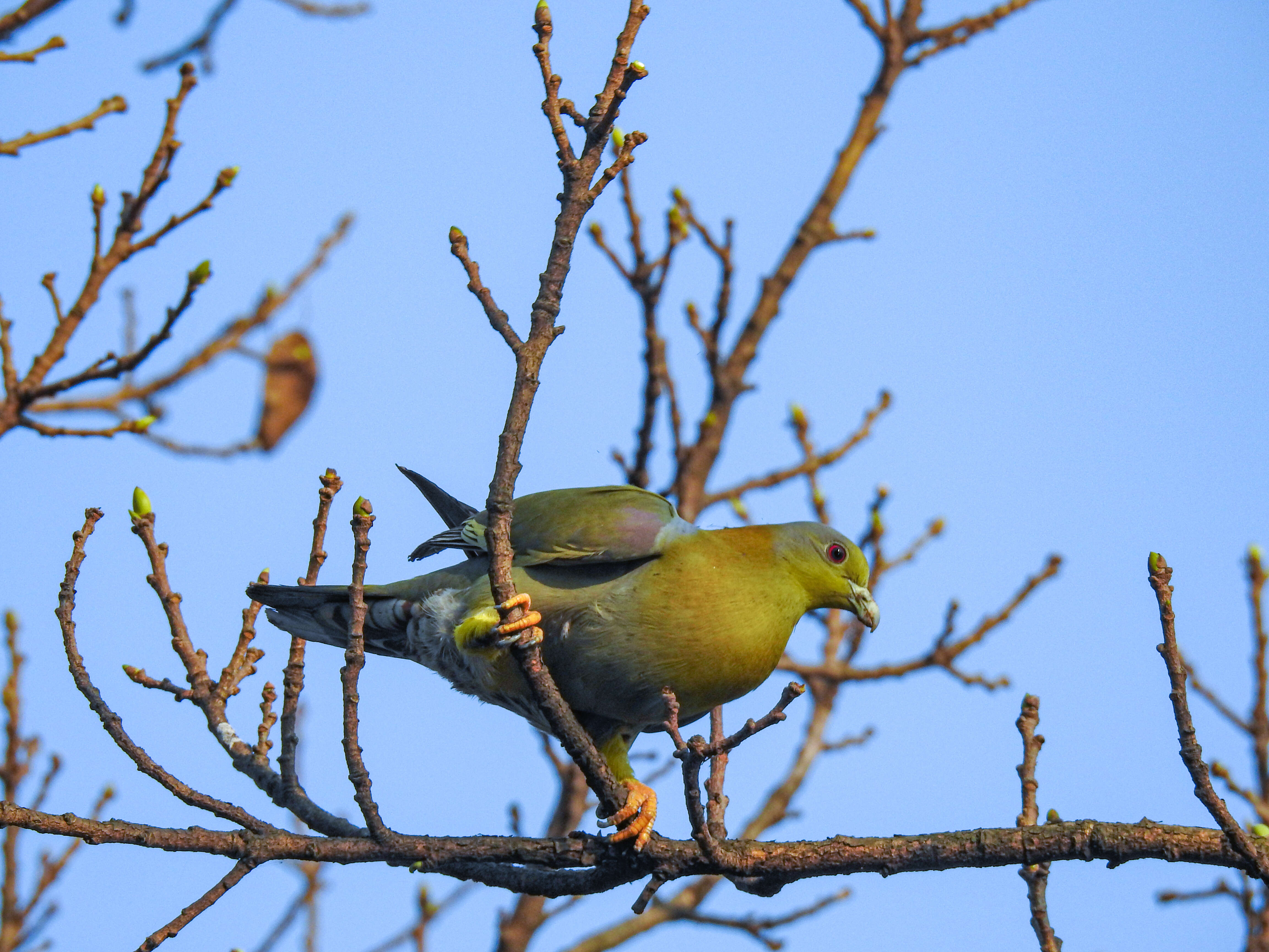 Image of Yellow-footed Green Pigeon