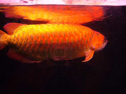 Image of Asian Arowana