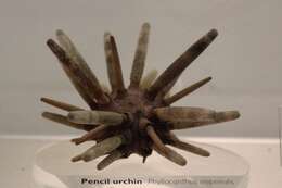 Image of Imperial urchin