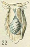 Image of Bullidae Gray 1827