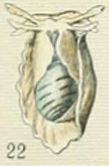 Image of Bullidae Gray 1827