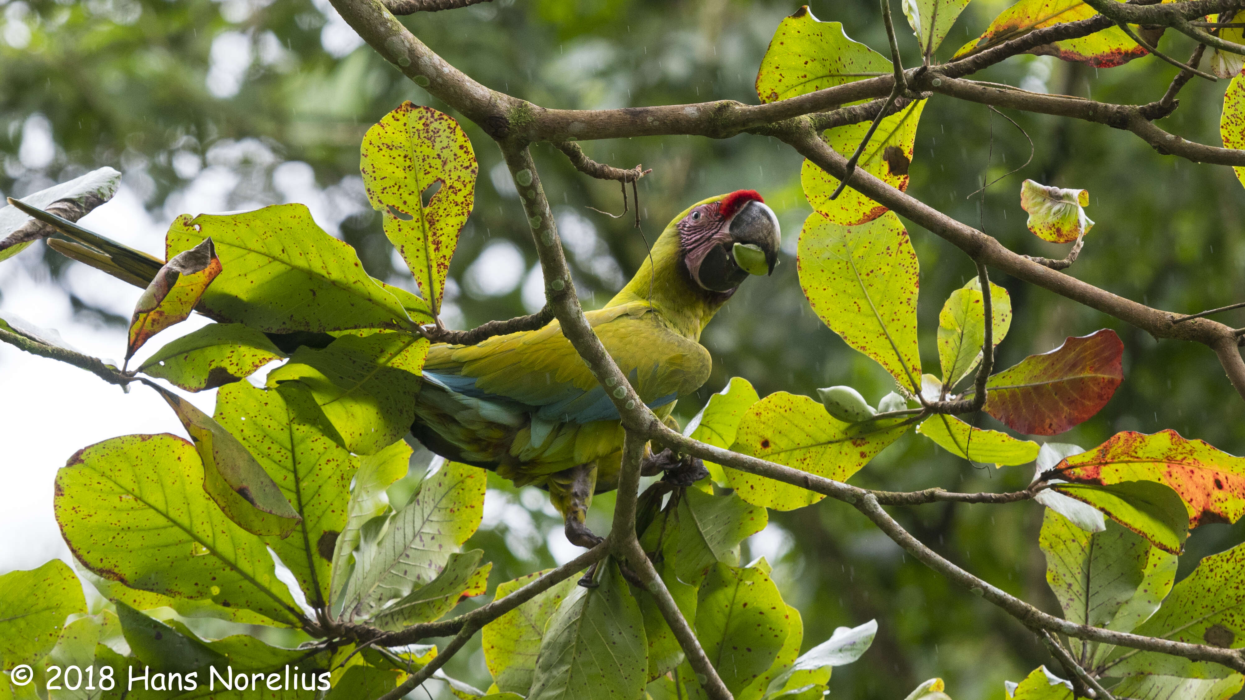 Image of Great Green Macaw