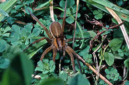 Image of Dolomedes minor L. Koch 1876