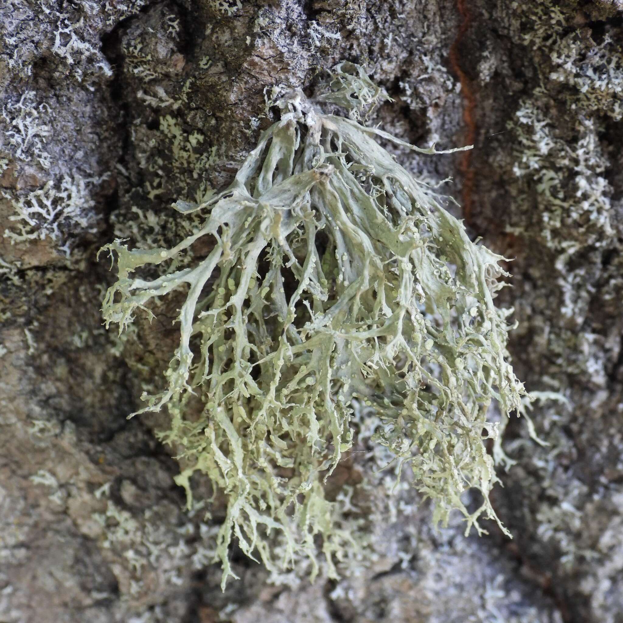 Image of farinose cartilage lichen