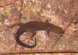 Image of O'Shaughnessy's Gecko